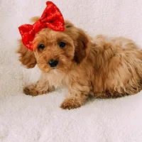 Beauty, a female Cavapoo for sale in Batesville, AR – Photo 5 of 5
