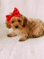 processed/a92876b7-2e87-4b1d-8cf0-d43b90c0f9fd/listing/4e359c9a-cd25-4cf5-97de-b238f2efd332/41ee38db-bae1-41cd-b3cb-4ad985749d0b