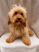 Beauty, a female Cavapoo for sale in Batesville, AR – Photo 4 of 5