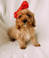 processed/a92876b7-2e87-4b1d-8cf0-d43b90c0f9fd/listing/4e359c9a-cd25-4cf5-97de-b238f2efd332/821b61be-b537-4c58-ac83-a8ad5dbe91a8