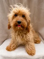 Beauty, a female Cavapoo for sale in Batesville, AR – Photo 1 of 5