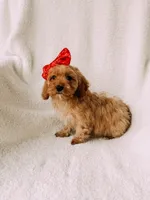 processed/a92876b7-2e87-4b1d-8cf0-d43b90c0f9fd/listing/4e359c9a-cd25-4cf5-97de-b238f2efd332/d440acc7-ef5f-45bf-bb6a-bfcd2c37aff6