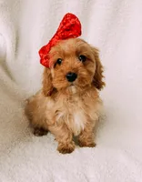 processed/a92876b7-2e87-4b1d-8cf0-d43b90c0f9fd/listing/4e359c9a-cd25-4cf5-97de-b238f2efd332/e3559ea6-4838-4949-9cc7-b342044da679