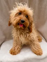 Beauty, a female Cavapoo for sale in Batesville, AR – Photo 3 of 5