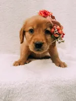 Pink, a female Golden Retriever for sale in Batesville, AR – 7 of 7