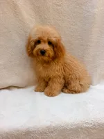 Blue, a male Cavapoo for sale in Batesville, AR – 9 of 10