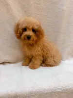 Blue, a male Cavapoo for sale in Batesville, AR – 8 of 10