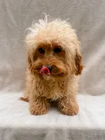 Beauty, a female Cavapoo for sale in Batesville, AR – 4 of 10