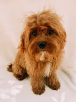 Rusty, a male Cavapoo for sale in Batesville, AR – 2 of 7