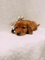 Gold, a female Golden Retriever for sale in Batesville, AR – 4 of 6