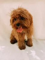 Rusty, a male Cavapoo for sale in Batesville, AR – 3 of 7