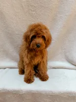 Red, a male Cavapoo for sale in Batesville, AR – 7 of 9