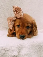 Rose gold, a female Golden Retriever for sale in Batesville, AR – 10 of 10