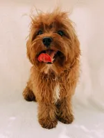 Rusty, a male Cavapoo for sale in Batesville, AR – 6 of 7