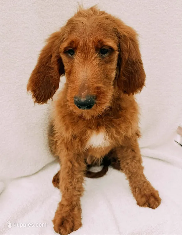 Spurgeon – Goldendoodle puppy for sale in Batesville, AR