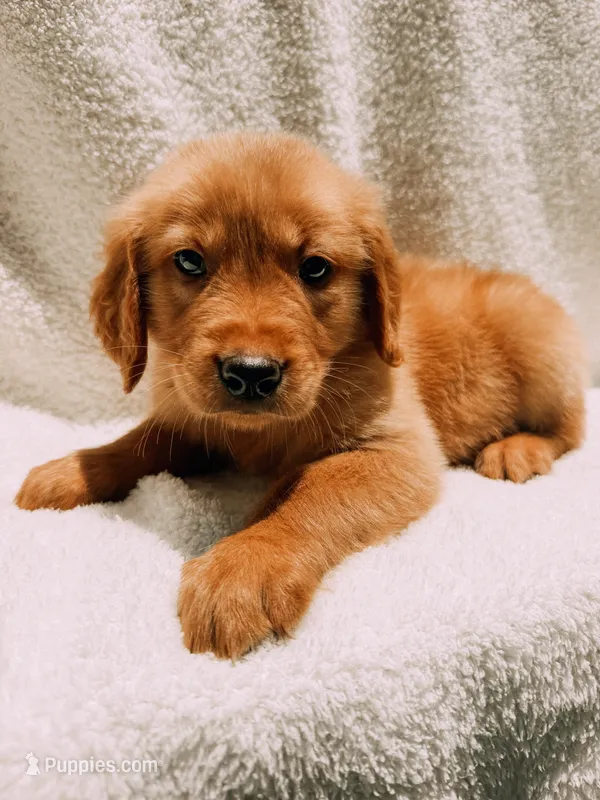 Tan – Golden Retriever puppy for sale in Batesville, AR