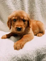 Tan, a male Golden Retriever for sale in Batesville, AR – 1 of 9