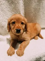 Yellow, a male Golden Retriever for sale in Batesville, AR – 2 of 3