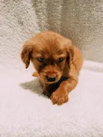 Orange, a male Golden Retriever for sale in Batesville, AR – 6 of 7