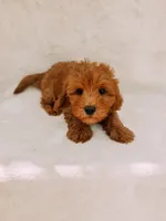 Teddy, a male Maltipoo for sale in Batesville, AR – 7 of 8