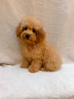 Blue, a male Cavapoo for sale in Batesville, AR – 3 of 10