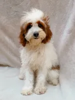 Milo, a male Cavapoo for sale in Batesville, AR – 2 of 8