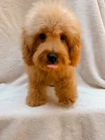 Blue, a male Cavapoo for sale in Batesville, AR – 5 of 10