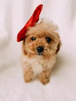 Bitsy, a female Cavapoo for sale in Batesville, AR – Photo 6 of 9