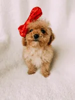 Bitsy, a female Cavapoo for sale in Batesville, AR – Photo 9 of 9