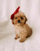 Bitsy, a female Cavapoo for sale in Batesville, AR – Photo 1 of 9