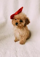 Bitsy, a female Cavapoo for sale in Batesville, AR – Photo 4 of 9