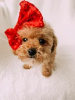 Bitsy, a female Cavapoo for sale in Batesville, AR – Photo 3 of 9