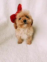 Bitsy, a female Cavapoo for sale in Batesville, AR – Photo 7 of 9