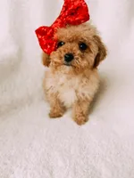Bitsy, a female Cavapoo for sale in Batesville, AR – Photo 8 of 9
