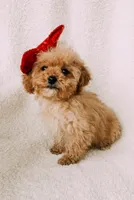 Bitsy, a female Cavapoo for sale in Batesville, AR – Photo 2 of 9