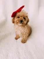 Bitsy, a female Cavapoo for sale in Batesville, AR – Photo 5 of 9