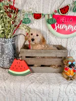 Winslow, a male Maltipoo for sale in Batesville, AR – Photo 1 of 6
