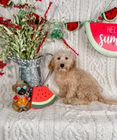 Winslow, a male Maltipoo for sale in Batesville, AR – Photo 6 of 6