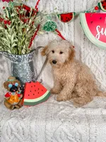 Winslow, a male Maltipoo for sale in Batesville, AR – Photo 4 of 6