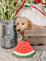 Winslow, a male Maltipoo for sale in Batesville, AR – Photo 5 of 6