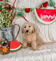 Winslow, a male Maltipoo for sale in Batesville, AR – Photo 3 of 6