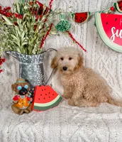 Winslow, a male Maltipoo for sale in Batesville, AR – Photo 2 of 6