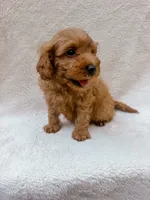 Green, a male Cavapoo for sale in Batesville, AR – 8 of 8