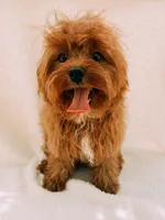 Rusty, a male Cavapoo for sale in Batesville, AR – 1 of 7