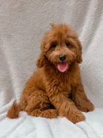 Teddy, a male Maltipoo for sale in Batesville, AR – 3 of 6