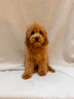 Green, a male Cavapoo for sale in Batesville, AR – 6 of 10