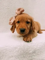 Rose gold, a female Golden Retriever for sale in Batesville, AR – 6 of 10