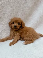 Pink, a female Cavapoo for sale in Batesville, AR – 4 of 5