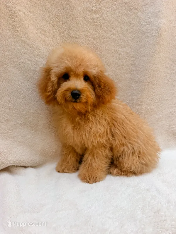 Blue – Cavapoo puppy for sale in Batesville, AR