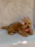 Elsie, a female Maltipoo for sale in Batesville, AR – 7 of 10